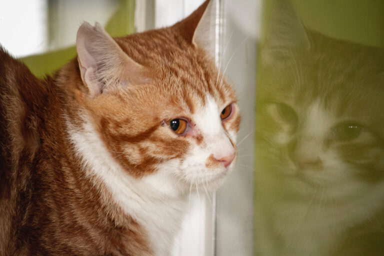 multimedia-foto76545-26-1