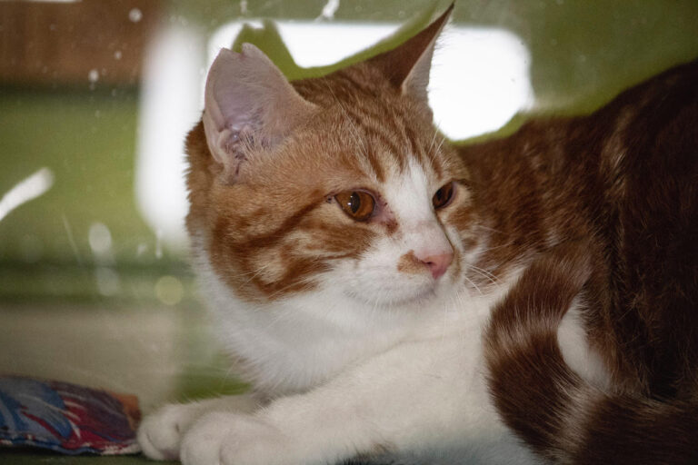 multimedia-foto76546-27-1