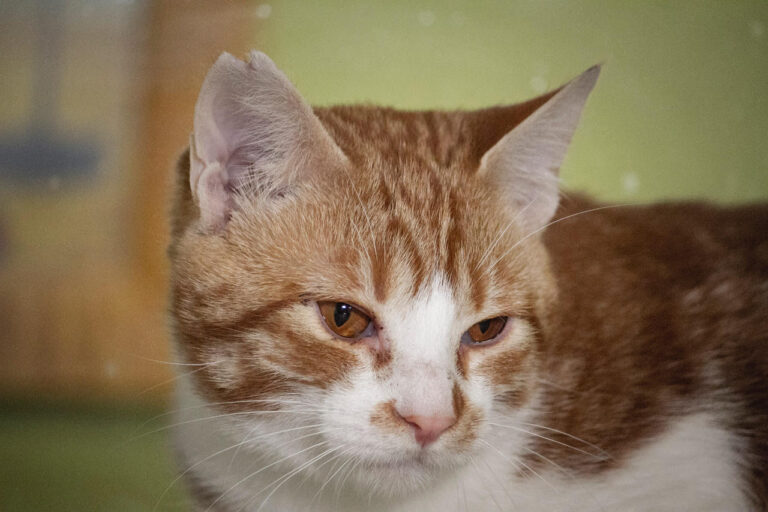 multimedia-foto76547-27-1