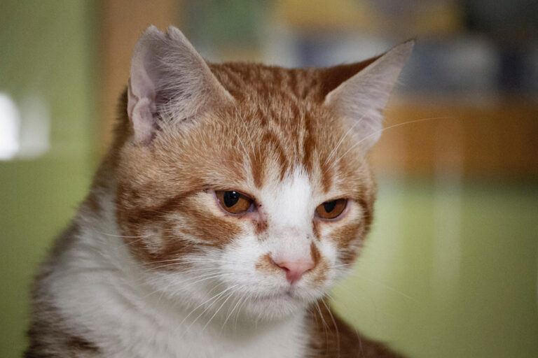 multimedia-foto76548-27-1