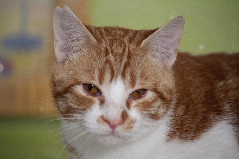 multimedia-foto76549-27-1