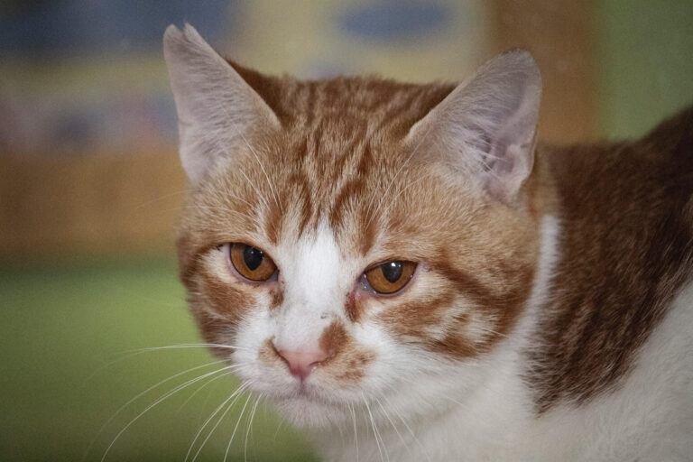 multimedia-foto76550-27-1