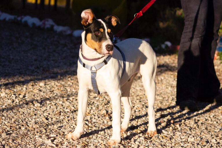 multimedia-foto76564-707-1