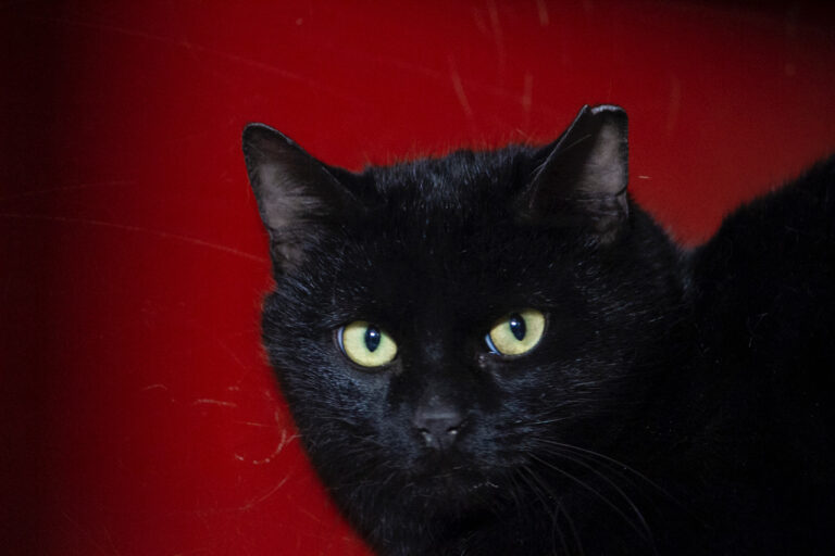 multimedia-foto76585-631-1