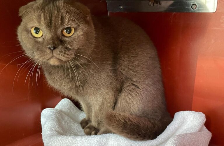 multimedia-foto76587-97-1