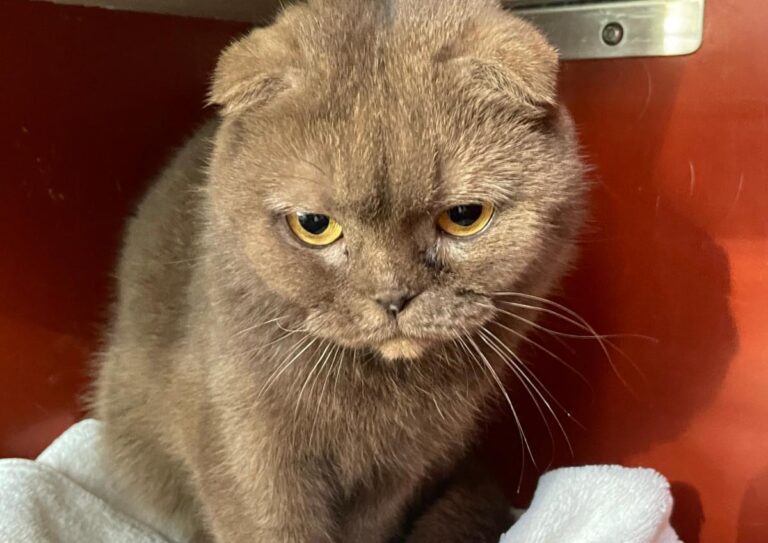 multimedia-foto76589-97-1