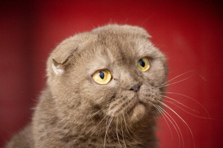 multimedia-foto76592-98-1