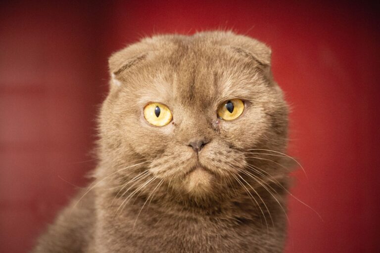 multimedia-foto76593-98-1