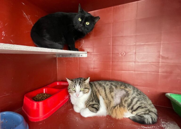 multimedia-foto76604-6-1