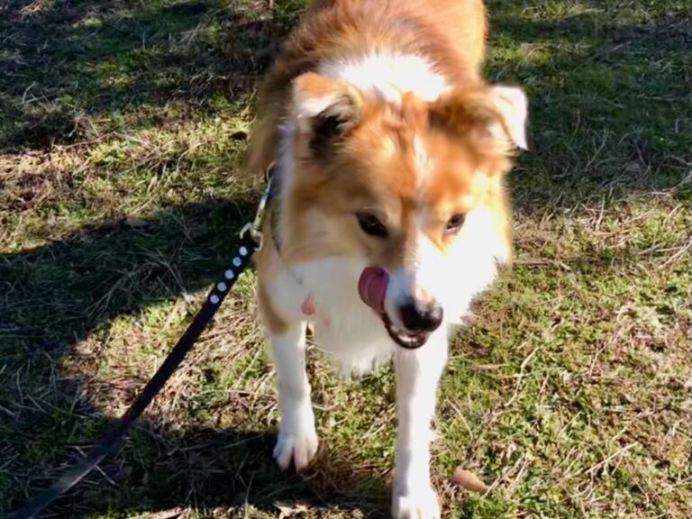 multimedia-foto76613-520-1