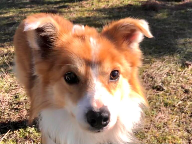 multimedia-foto76614-520-1