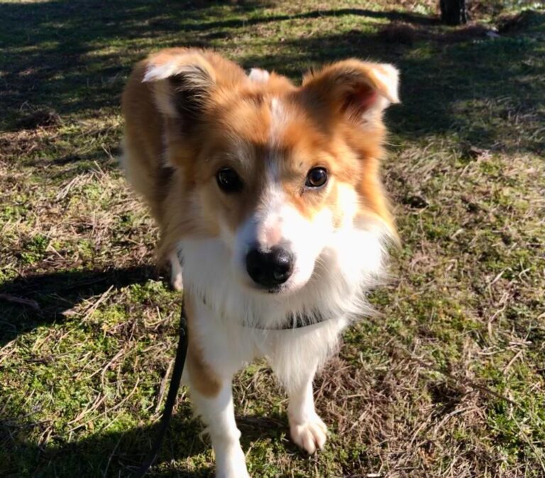 multimedia-foto76617-520-1