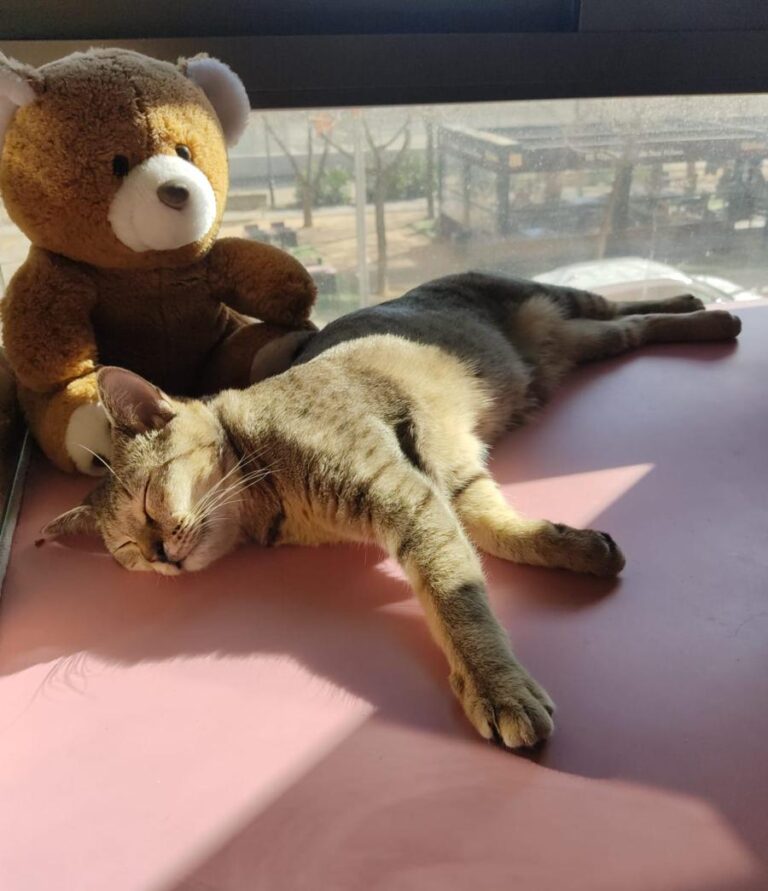 multimedia-foto76667-743-1