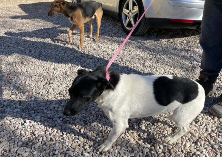 multimedia-foto76865-620-1