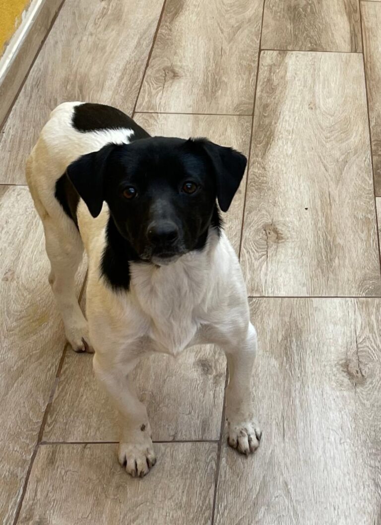 multimedia-foto76867-620-1