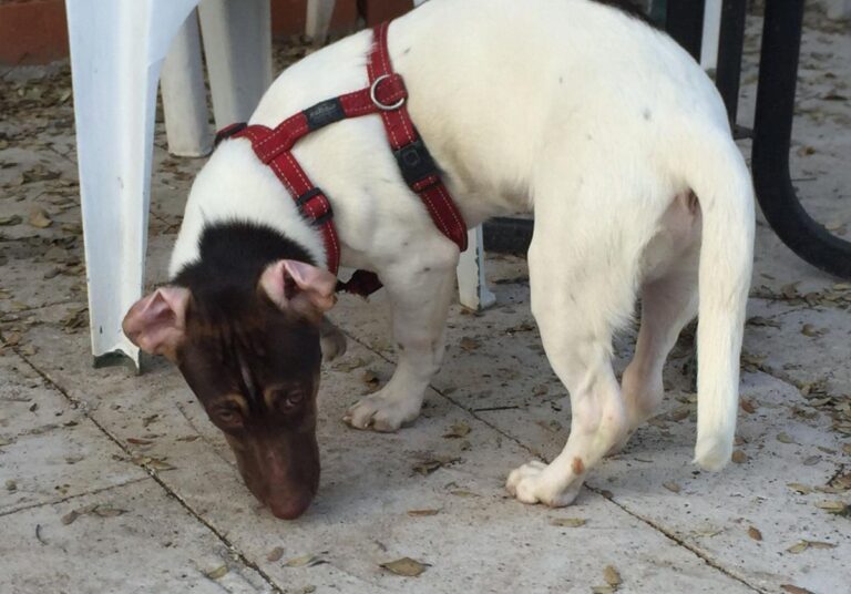 multimedia-foto76868-620-1