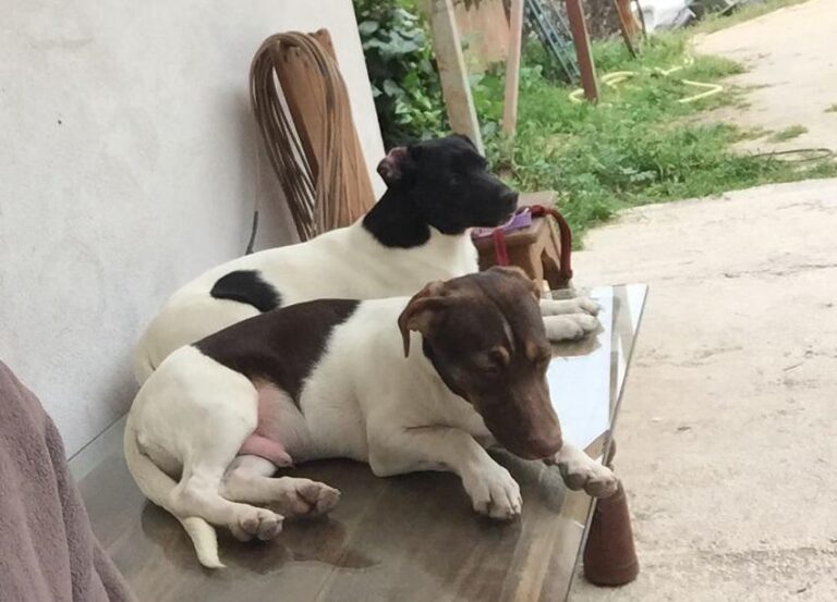 multimedia-foto76869-621-1