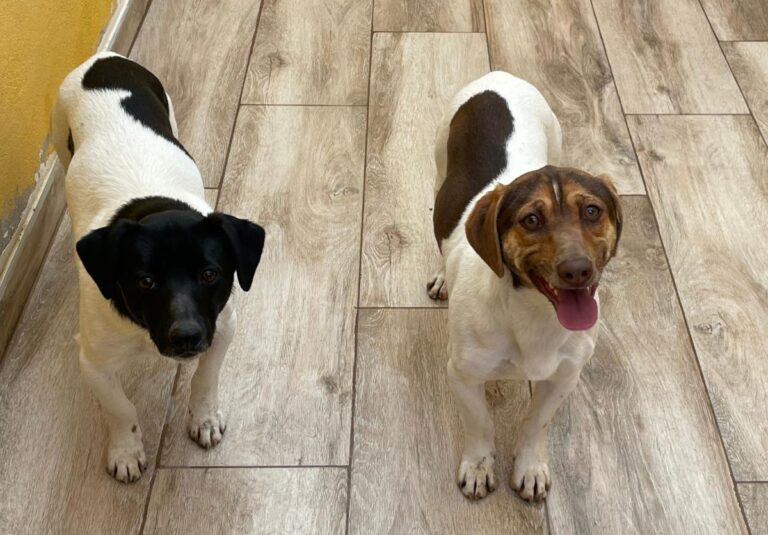 multimedia-foto76871-621-1