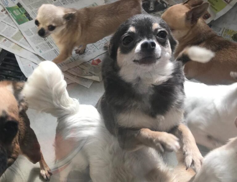 multimedia-foto76971-795-1