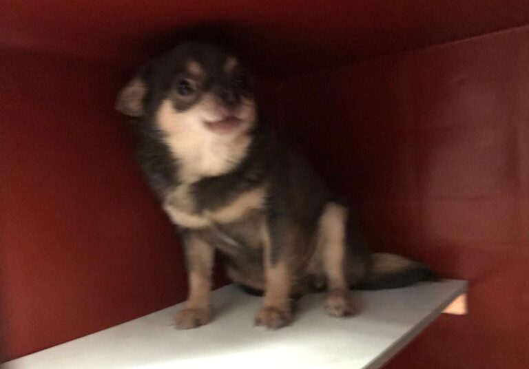 multimedia-foto76972-795-1