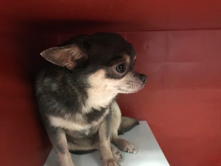 multimedia-foto76973-795-1