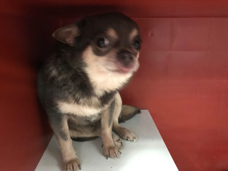 multimedia-foto76974-795-1