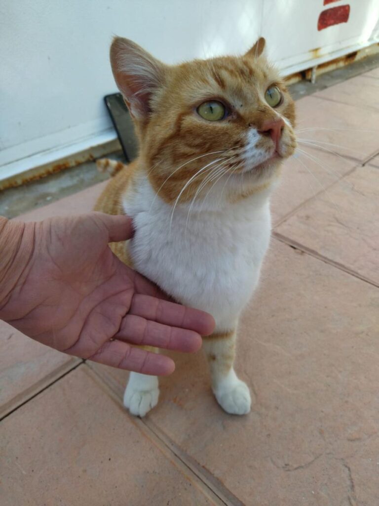 multimedia-foto76991-156-1