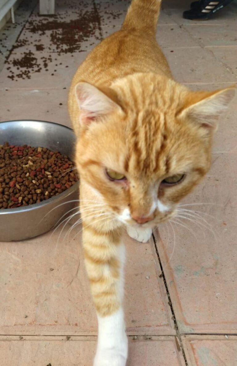 multimedia-foto76992-156-1