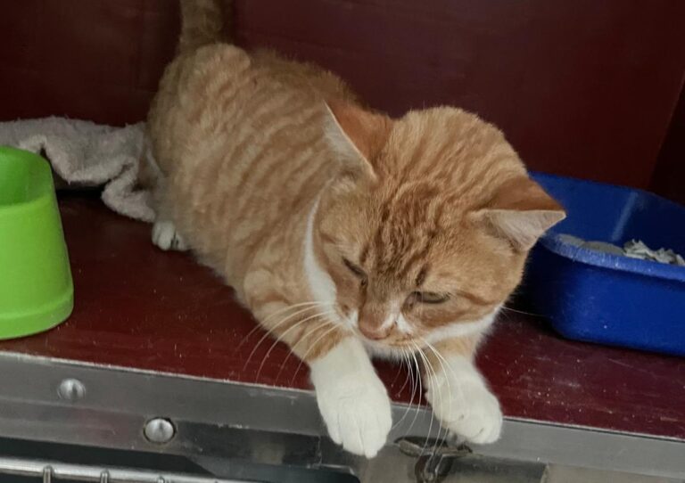 multimedia-foto76996-157-1