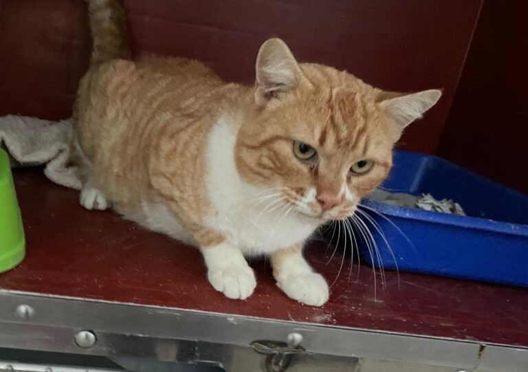 multimedia-foto76997-157-1