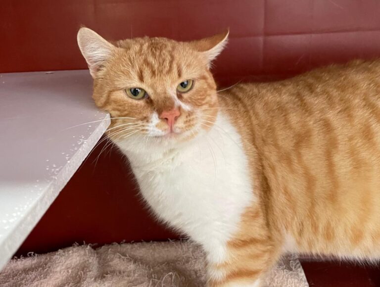 multimedia-foto76998-157-1