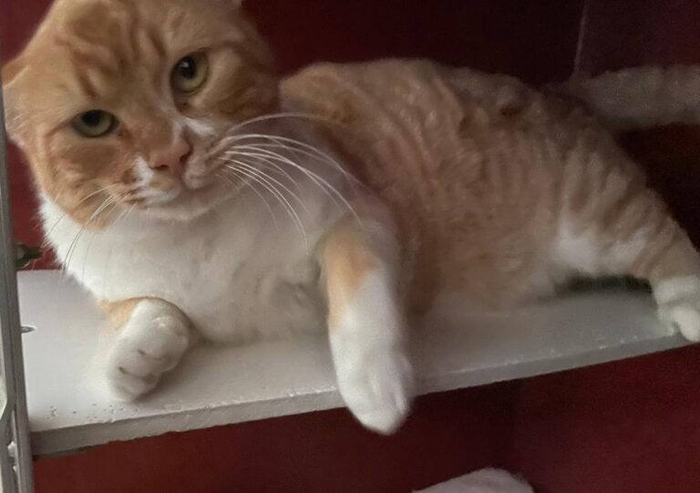 multimedia-foto76999-158-1