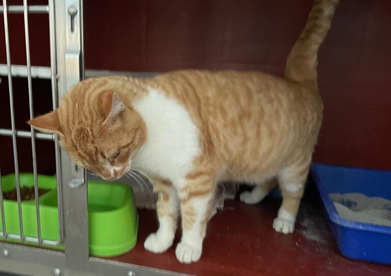 multimedia-foto77000-158-1