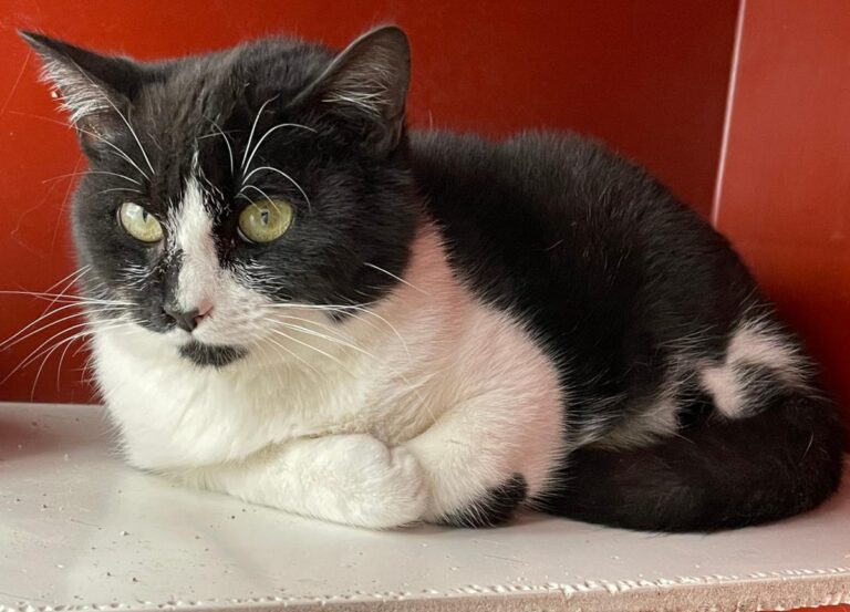 multimedia-foto77004-446-1