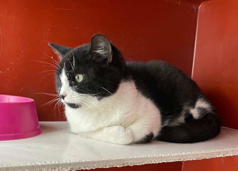 multimedia-foto77005-447-1