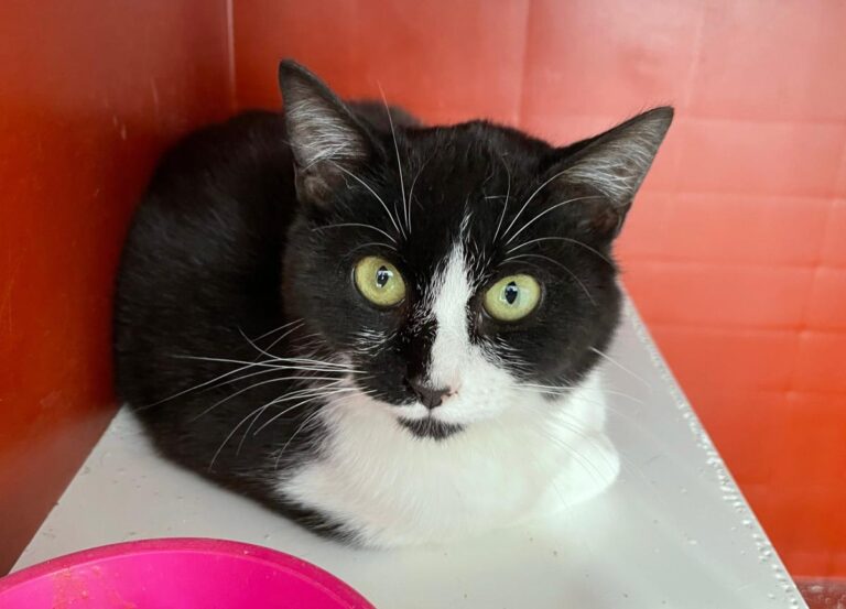 multimedia-foto77006-447-1