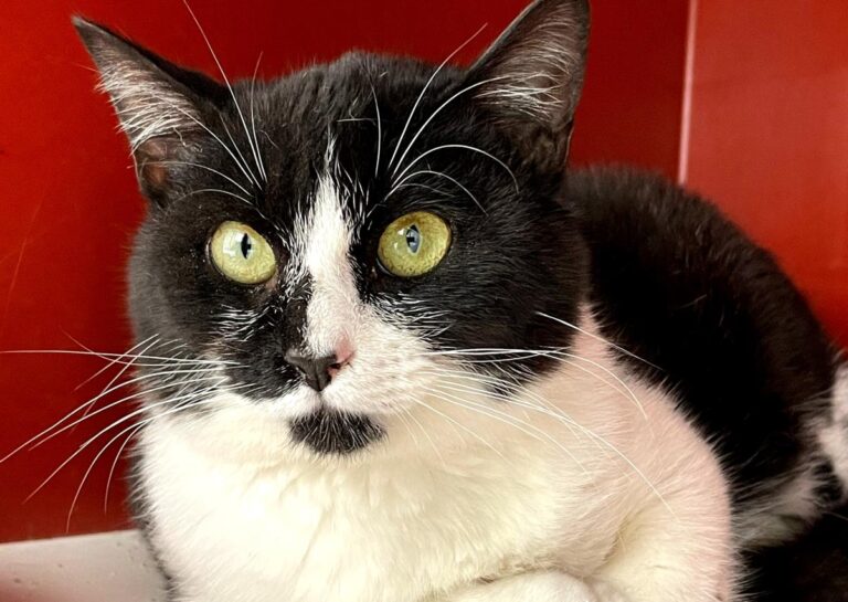 multimedia-foto77007-447-1