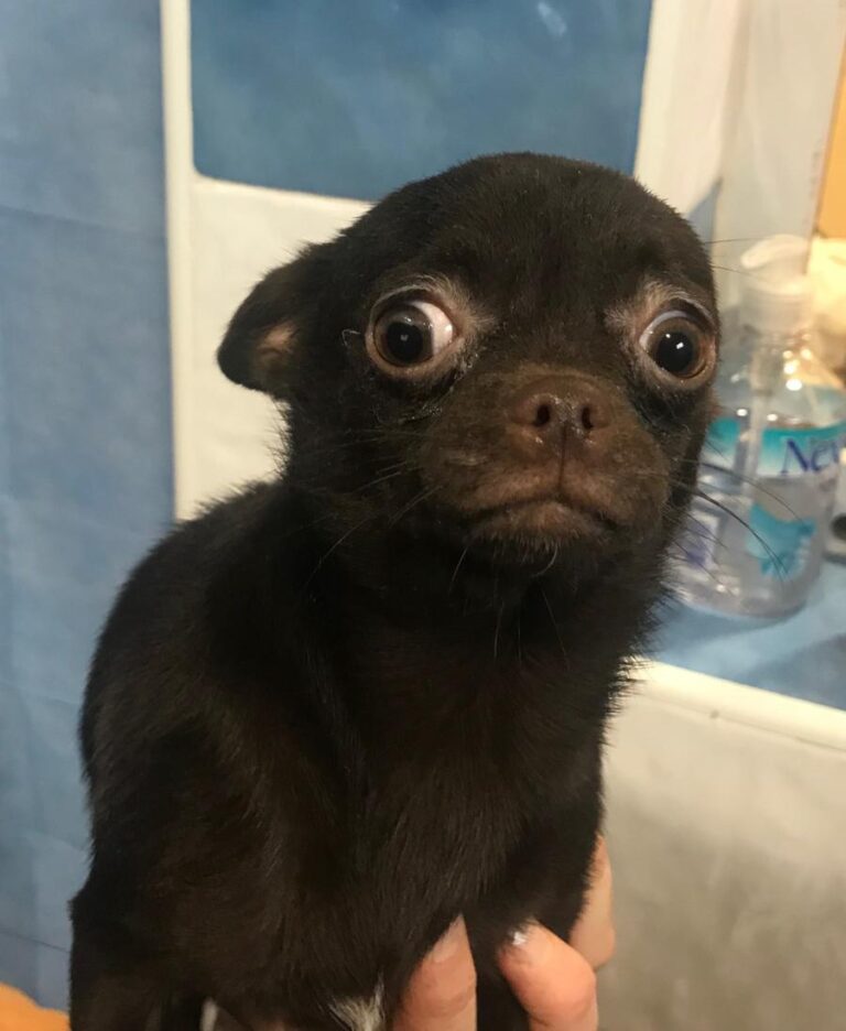 multimedia-foto77046-746-1