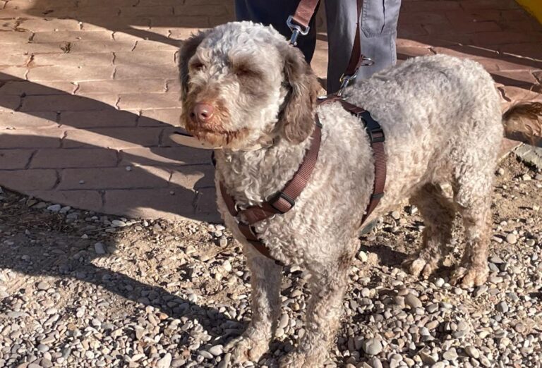 multimedia-foto77059-606-1