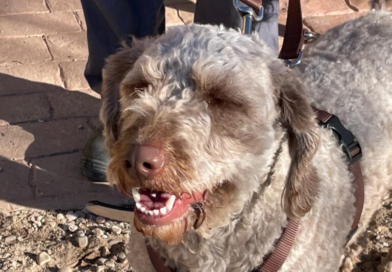 multimedia-foto77060-607-1