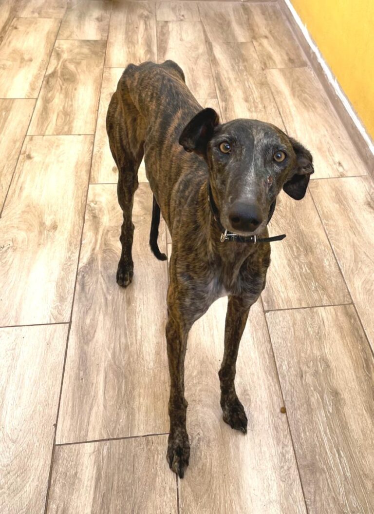 multimedia-foto77062-425-1