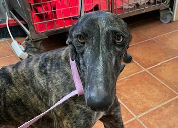 multimedia-foto77063-426-1