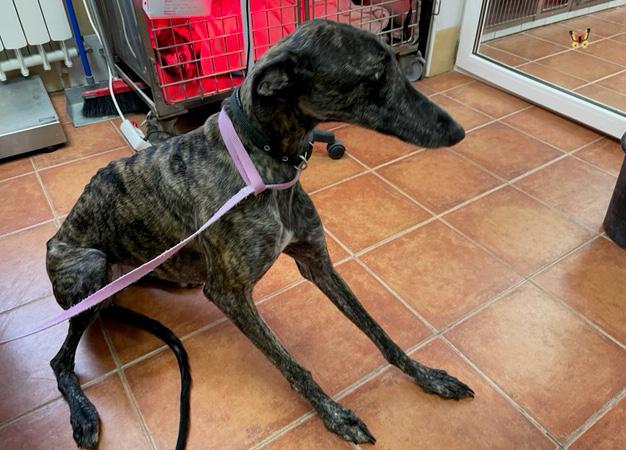 multimedia-foto77064-426-1