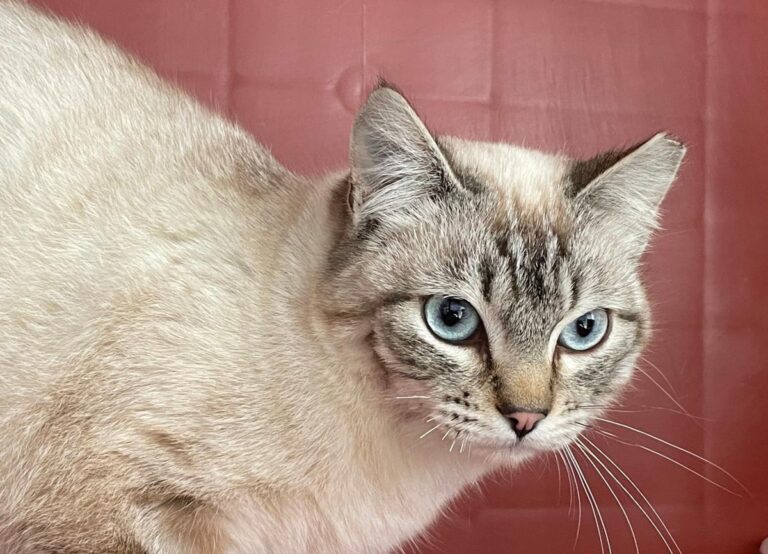 multimedia-foto77076-395-1