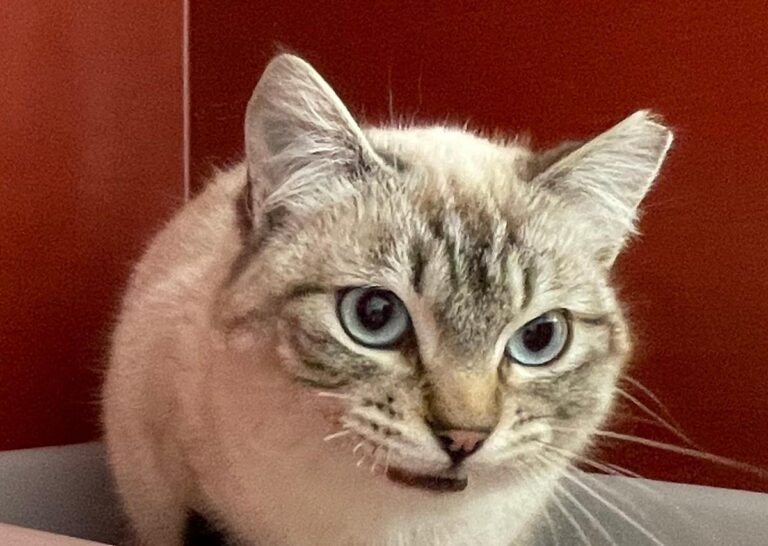 multimedia-foto77077-395-1