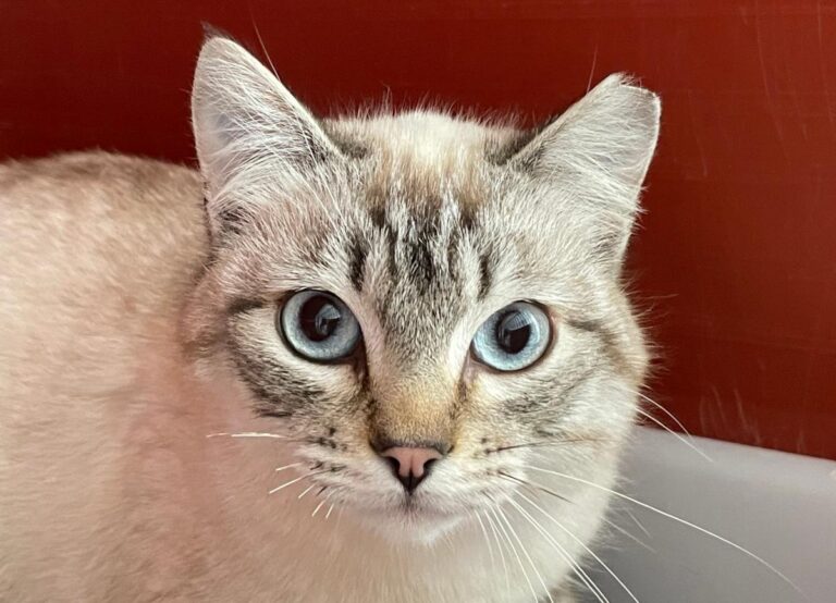 multimedia-foto77078-395-1