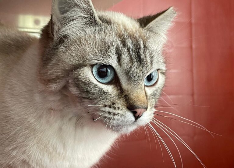 multimedia-foto77081-396-1