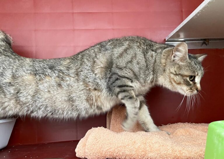 multimedia-foto77095-230-1