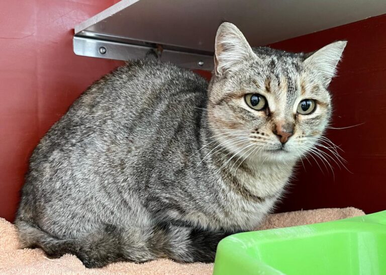 multimedia-foto77098-230-1