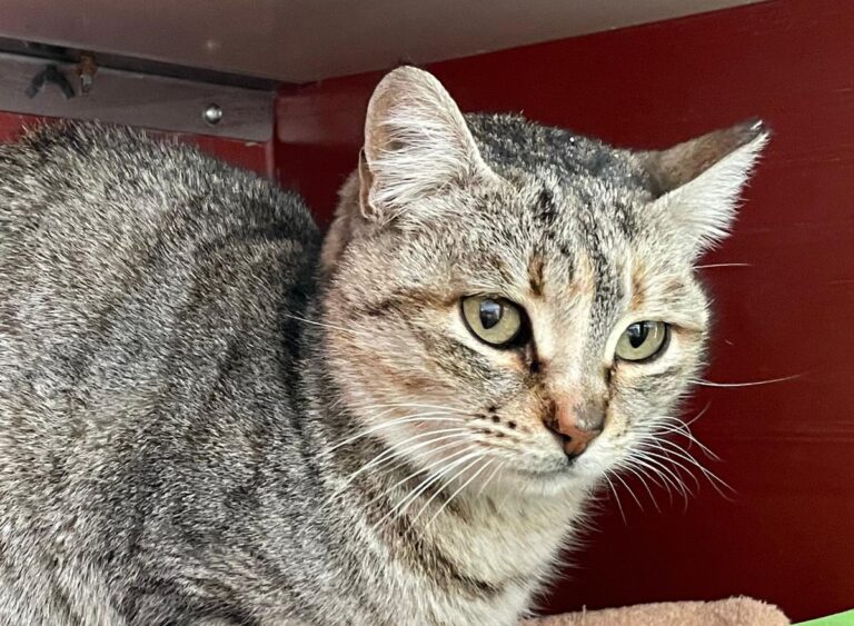 multimedia-foto77099-231-1